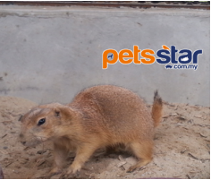 Prairie Dog Info Prairie Dog Info